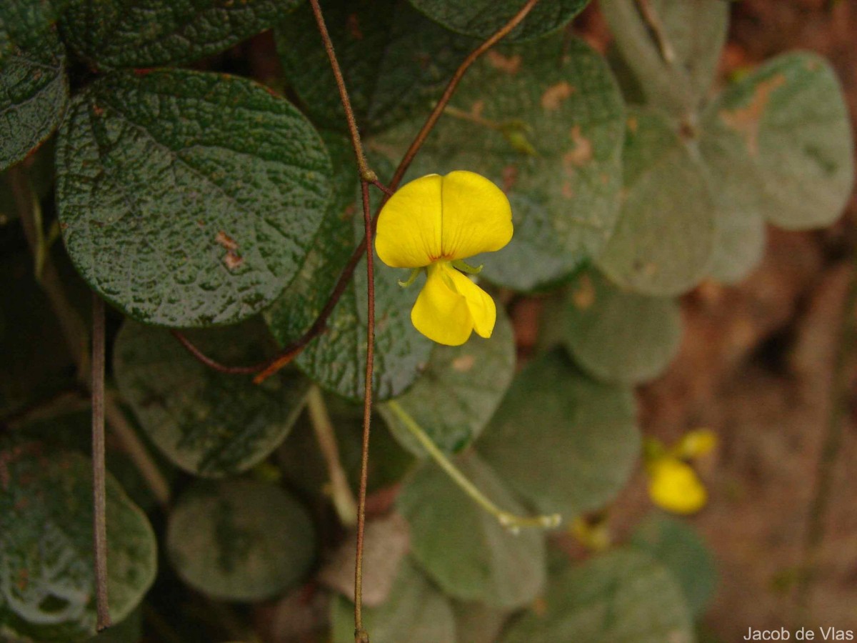 Cajanus rugosus (Wight & Arn.) Maesen